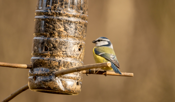 bird feeders